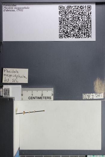 Media type: image;   Entomology 584925